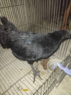 ayam cemani