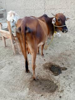 milking cow for sale