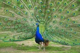 Peacock chicks