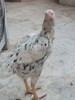 Aseel hen for sell