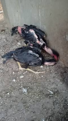 Aseel chicks n adult pair