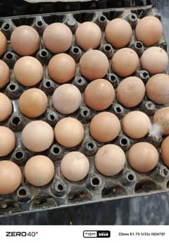 puer desi eggs available