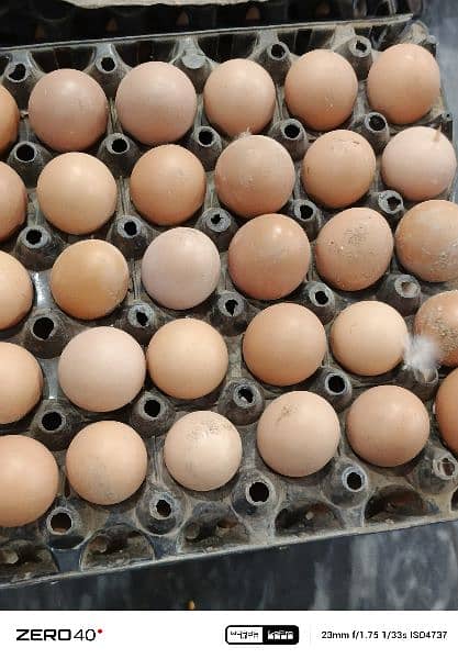 puer desi eggs available 0