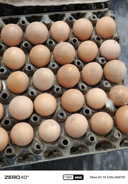 puer desi eggs available 1