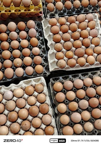 puer desi eggs available 3