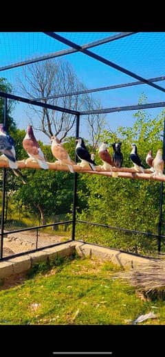 Lahori German Sherazi Pigeons