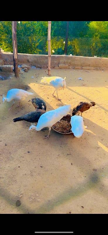 Young Peacock chicks 1