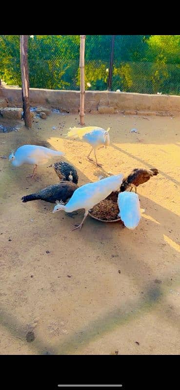 Young Peacock chicks 3