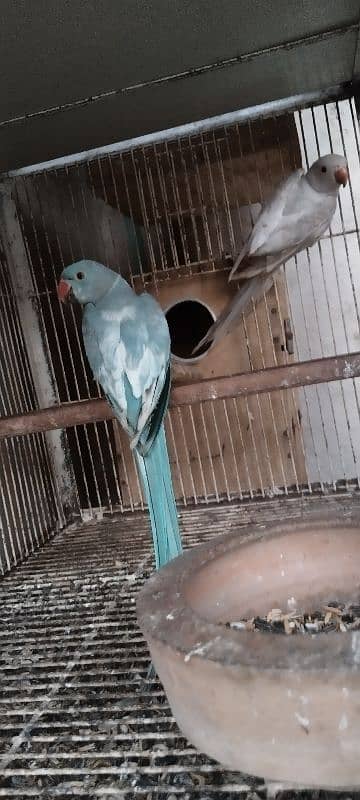 blue parrot 2