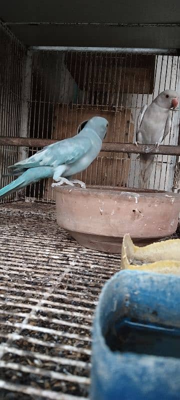 blue parrot 5