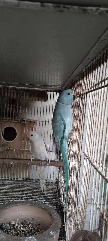 blue parrot 8