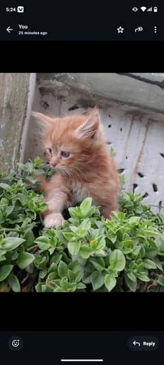 Persian cross breed babies