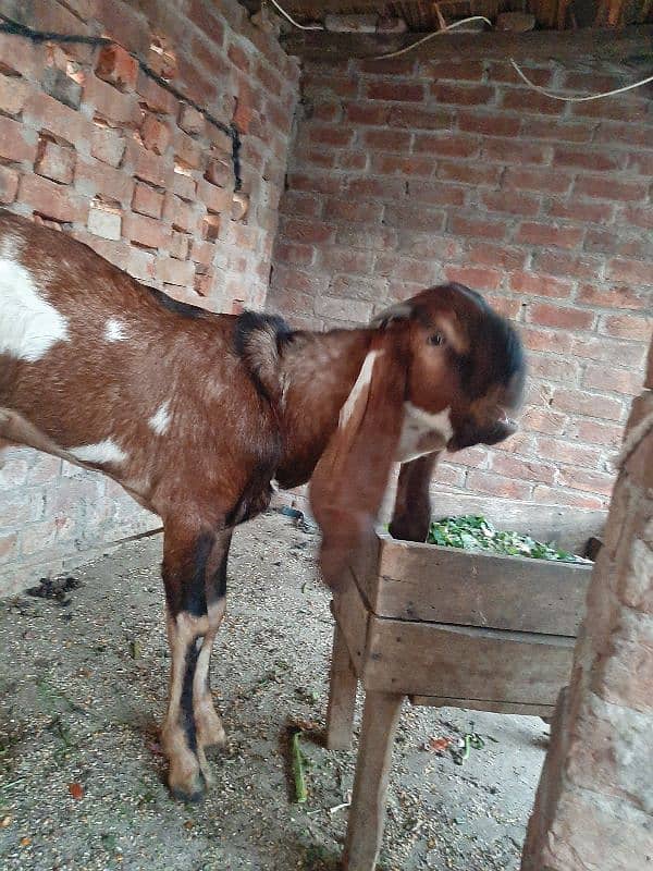 dasi bakri dasi bkra.  wat sap 03067022150 3