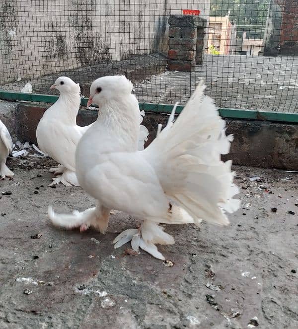 English fantail pair 0