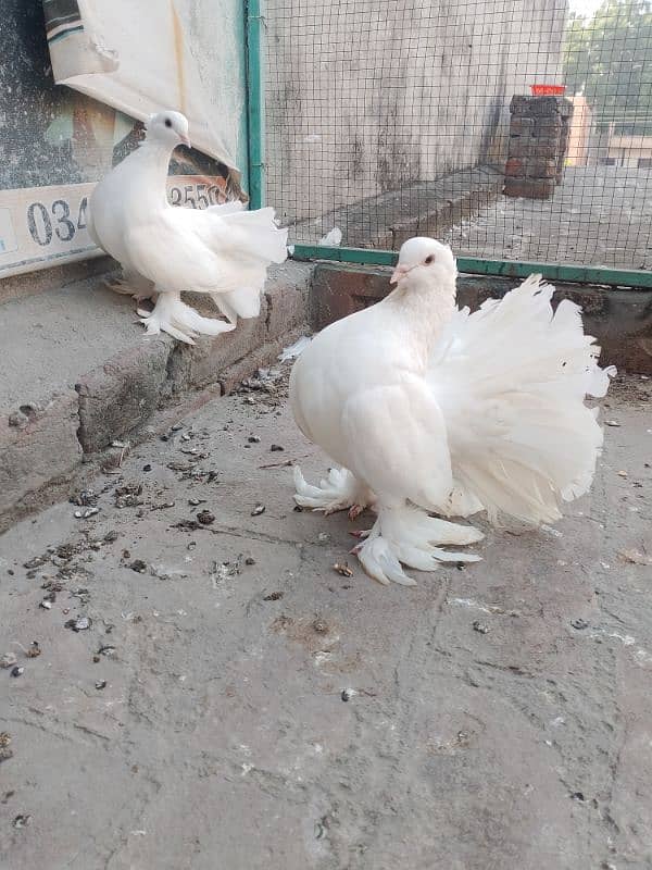 English fantail pair 1