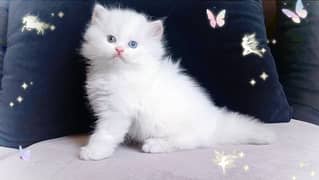 Persian Snow White Kittens 0