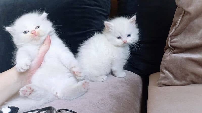 Persian Snow White Kittens 1