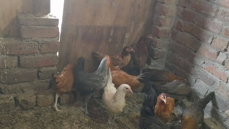 desi hen egg stater murgi 0