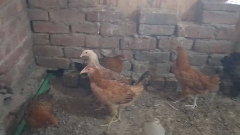 desi hen egg stater murgi 3