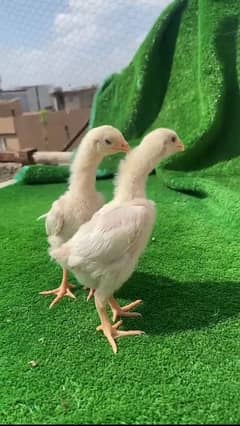 aseel shamo and heera aseel breeders chicks and eggs