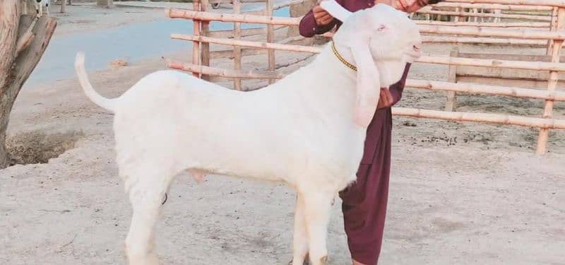 Rajanpuri Bakra For Sale (Call Number:03425820107) 1