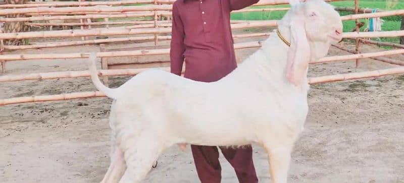 Rajanpuri Bakra For Sale (Call Number:03425820107) 3