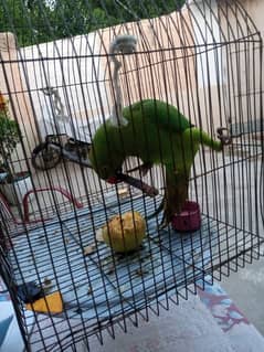 green parrot 0