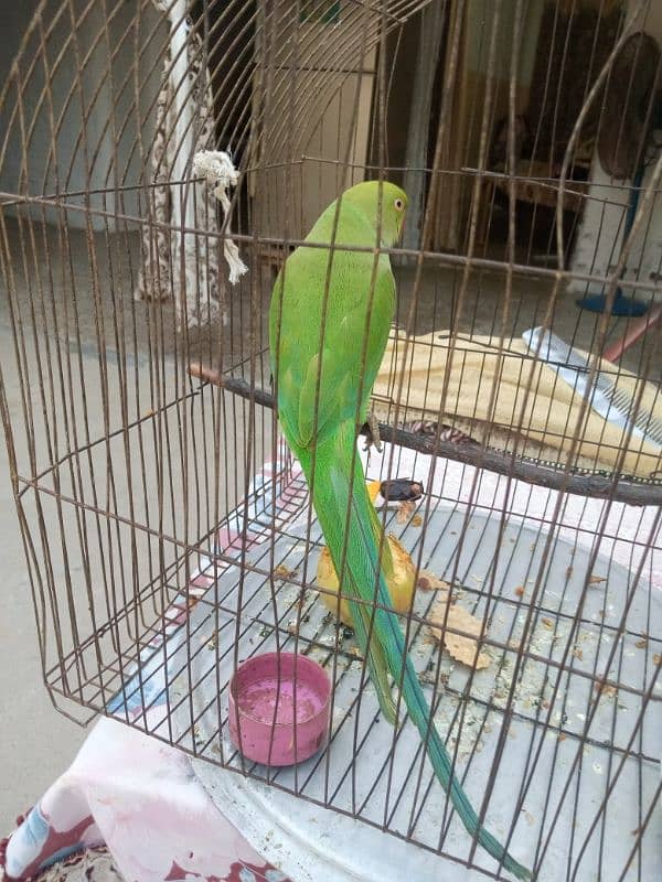 green parrot 2