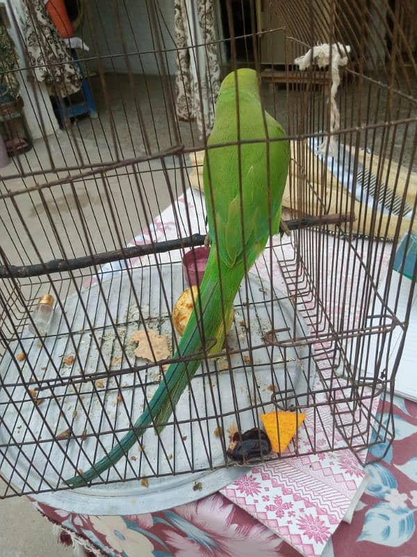 green parrot 3