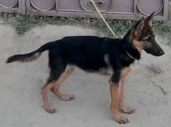 German shepherd