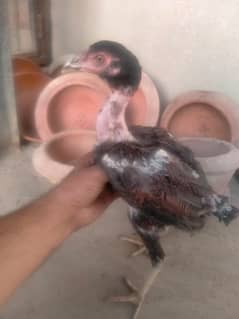 aseel burmi chicks/ pathy/pure barmi kamalia/aseel chicks/pure aseel