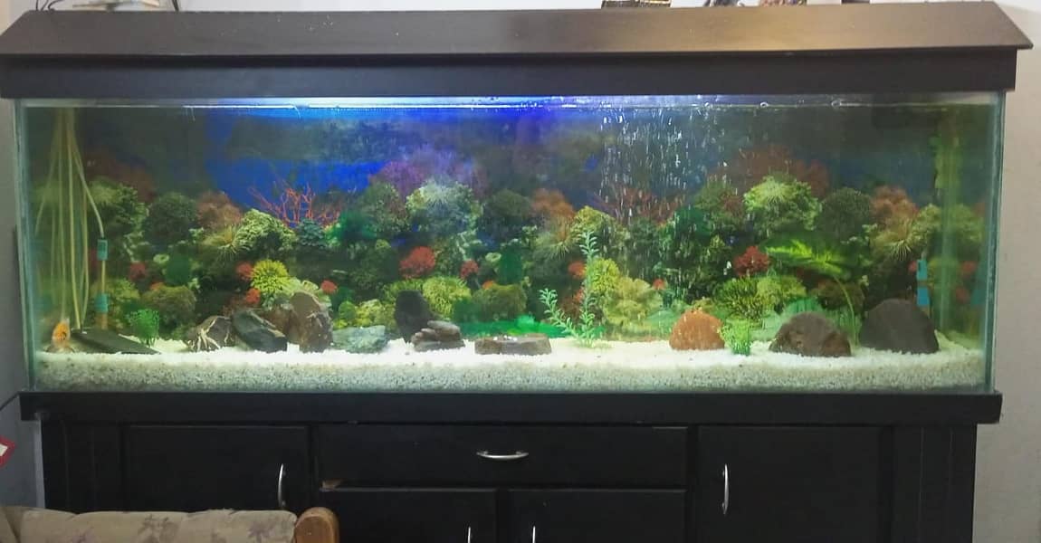 6 feet acquarium for sale in prestine condition (Urgent) 0