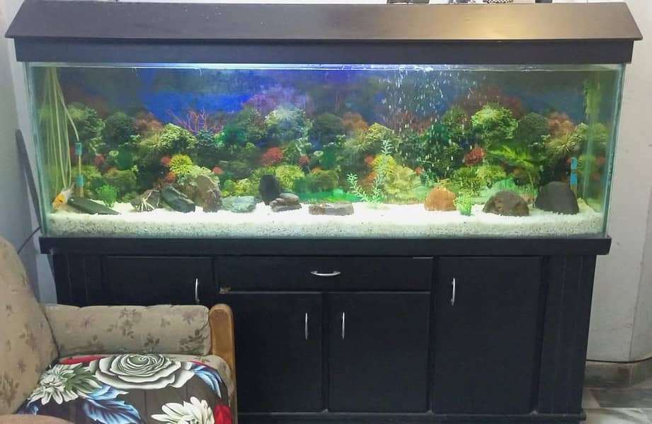 6 feet acquarium for sale in prestine condition (Urgent) 1