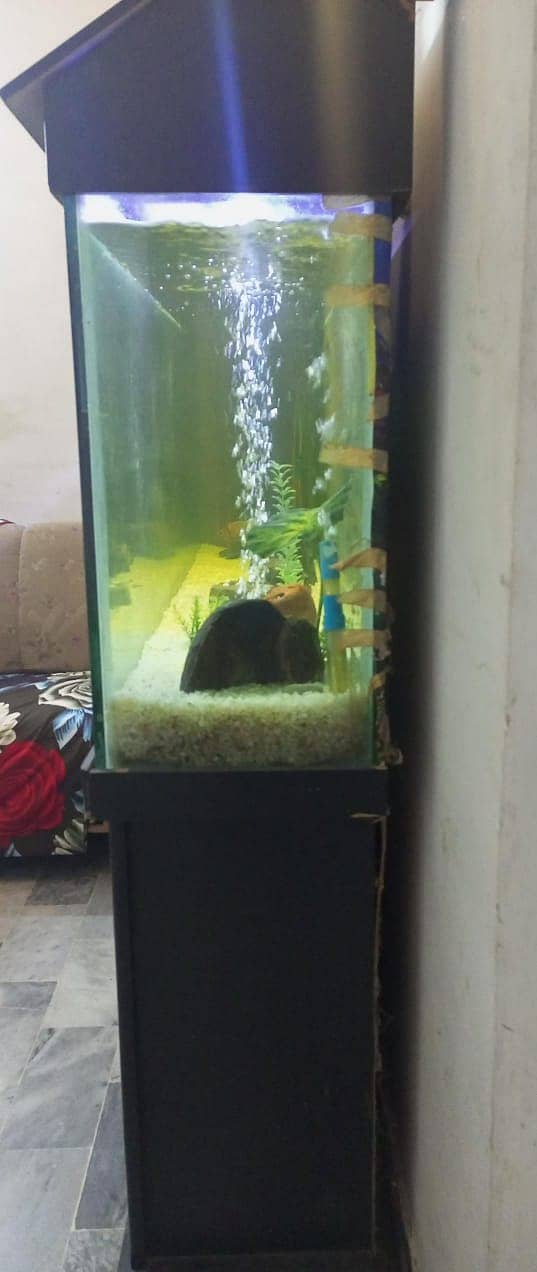 6 feet acquarium for sale in prestine condition (Urgent) 2