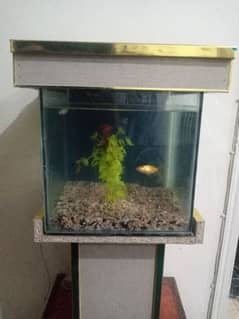 Fish Aquarium with 5fish