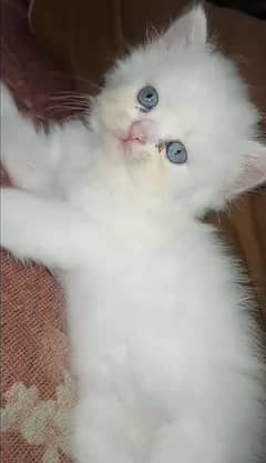 Female Persian kittens