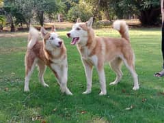 Siberian husky females available for farm house's