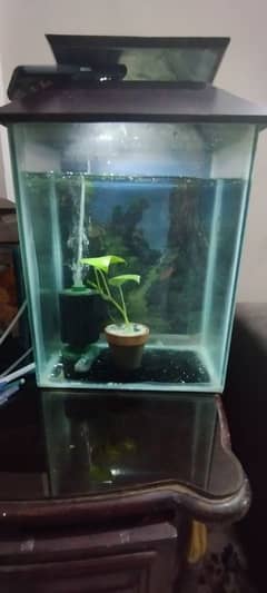 aquarium with live plant