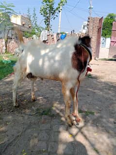 high quality breeder bakra for sale