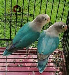 Urgent Blue violet rare mutation pair available contact on 03035612661