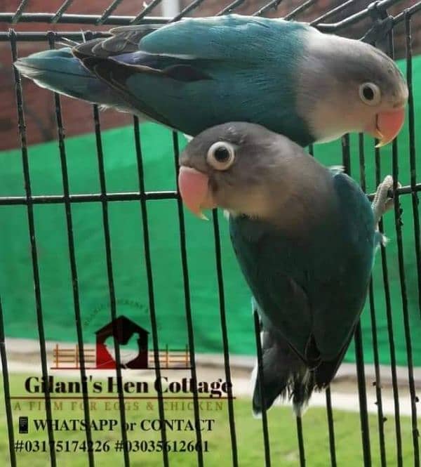 Urgent Blue violet rare mutation pair available contact on 03035612661 1