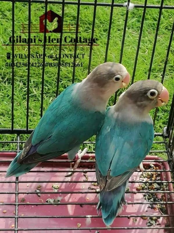 Urgent Blue violet rare mutation pair available contact on 03035612661 2