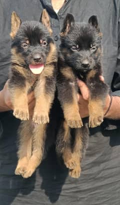 German Shepherd puppies available for sale / Best Dogs / Dog Pair