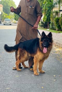 German shepherd 03234696626