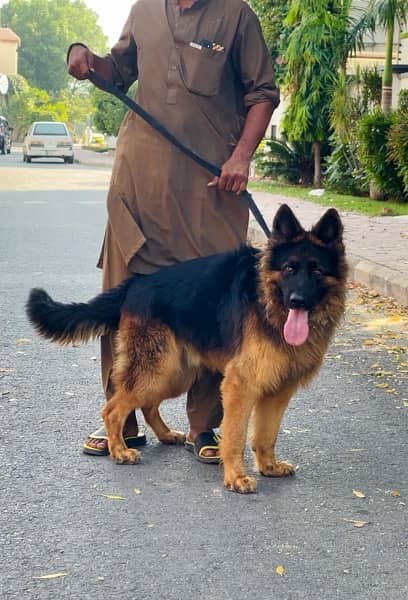 German shepherd 03234696626 0