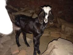 black and white bakra