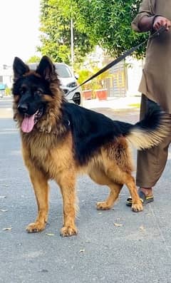 German shepherd 03234696626