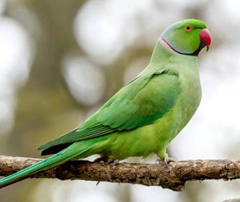 cocktail parrots | Bajri Pair | Indian parrot | Parrots for sale 2