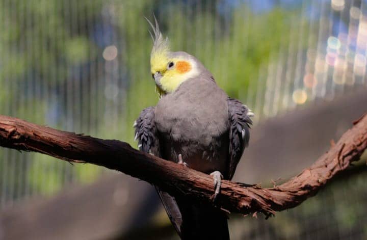 cocktail parrots | Bajri Pair | Indian parrot | Parrots for sale 4