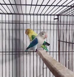 cocktail parrots | Bajri Pair | Indian parrot | Parrots for sale 5